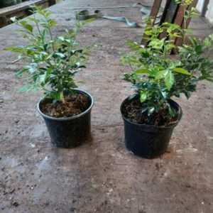 Murraya Paniculata