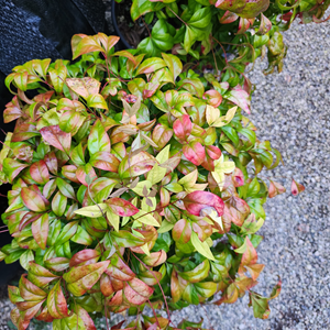 Nandina
