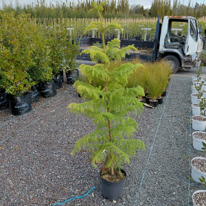 Araucaria Heterophylla (Norfolk pine)