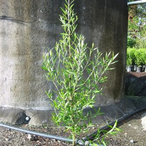 Olea (Olive) El Greco