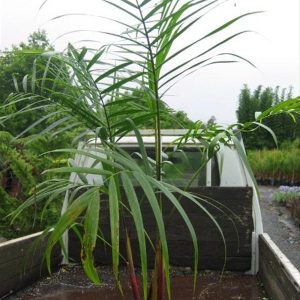 Dypsis Baronii Extremely ornamental palm