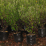 Hedging Plants