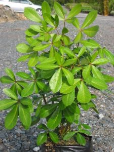 Pseudopanax Lessonii