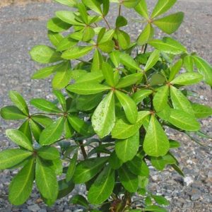 Pseudopanax Lessonii