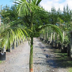 Archontophoenix Cunninghamania - Bangalow