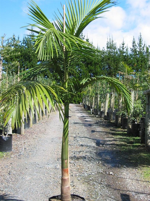 Archontophoenix Cunninghamania - Bangalow