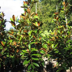 Magnolia Grandiflora Ferruginea