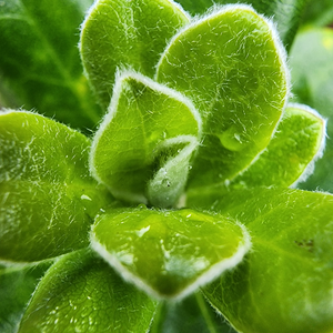 Pittosporum Crassifolium