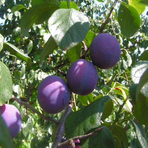 Plum Billington