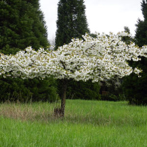 Prunus Serrulata "Shirotae" Mount Fuji