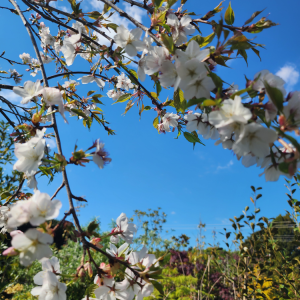 Prunus yeodoensis "perpendens" weeping Yoshino Cherry