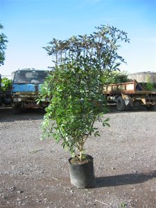 Pseudopanax Lessonii Pupurea
