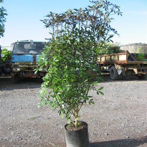 Pseudopanax Lessonii Pupurea