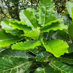 Puka