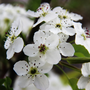 Pyrus calleryana "Aristocrat" Ornamental Pear