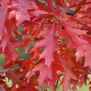 Quercus coccinea Scarlet oak