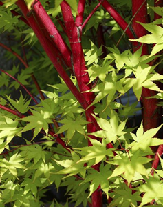Acer Palmatum "Senkaki" Coral Bark Maple