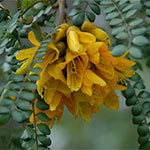 Native Trees