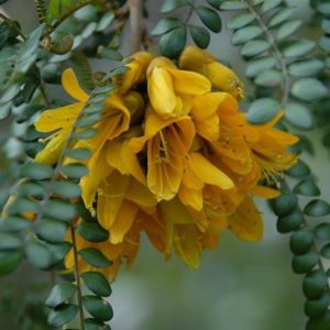 Sophora Microphylla - Kowhai