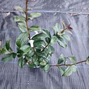Star Jasmine