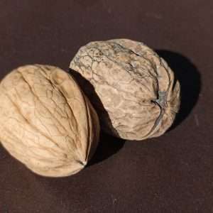 Walnut Juglans Regia